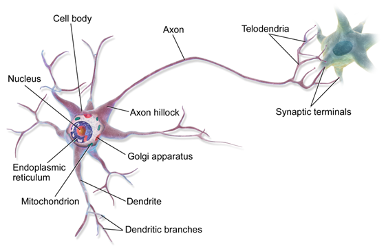 a cartoon illustrating a neuron